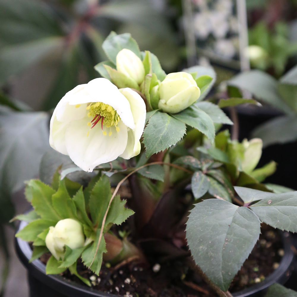 Hellebore Ice N' Roses® White